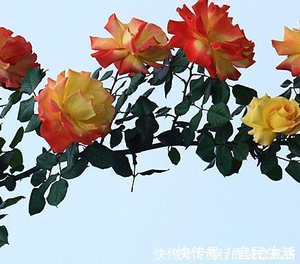 月季|院子里最适合养的三种花,好看又耐活,长成大花墙美极了