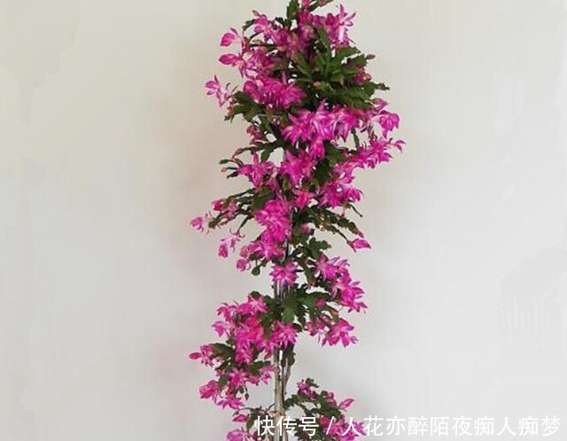 嫁接蟹爪兰长成大树太漂亮,手把手教给你,新手也养得好