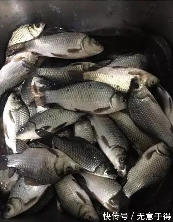 支流|不知道鱼儿藏在哪儿?我帮你画了5张图,随便挑一个就能爆护