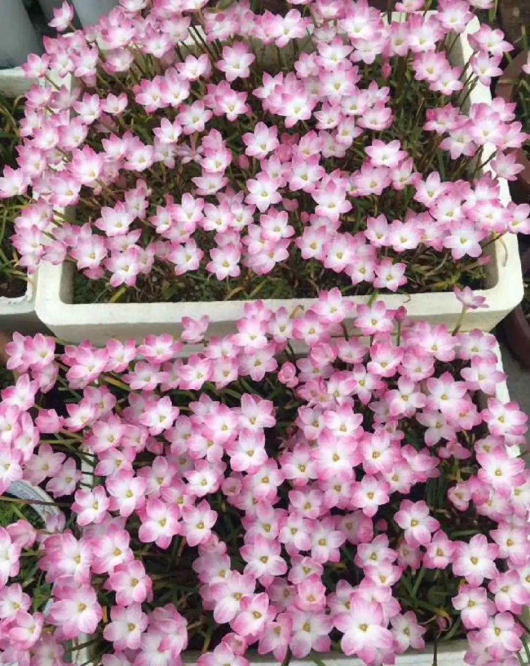 风雨兰|从养花大神家,偷来3个爆花技巧,快学,24小时后删