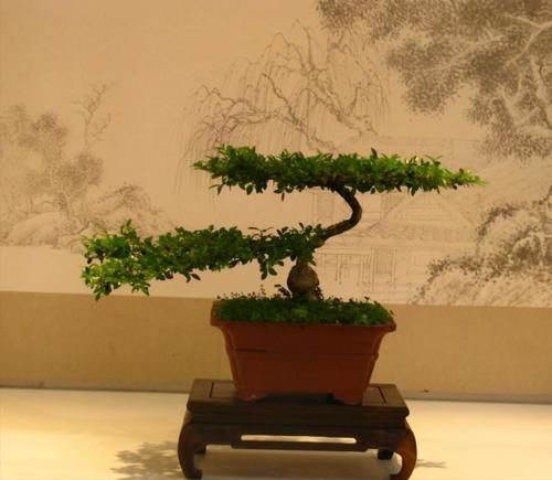 使用金属丝给盆景做造型蟠扎时，注意12个方面的技巧，做好造型