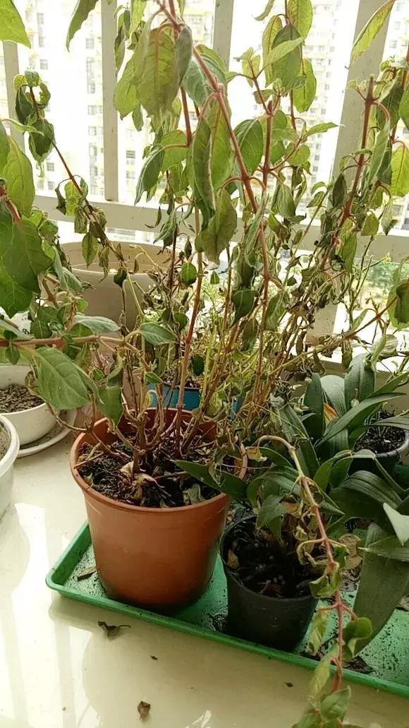 种花|3种花人称“夏必死”,买一盆死一盆,新手小白别忽视