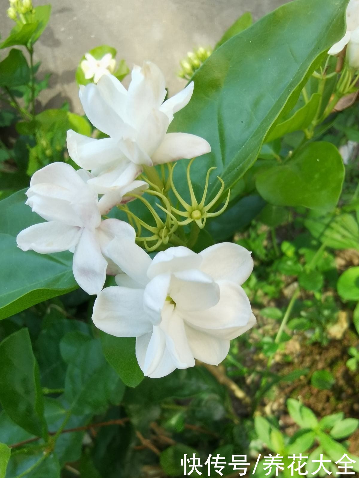 夏天|3种花特喜欢太阳,夏天晒晒长得旺,开花多多