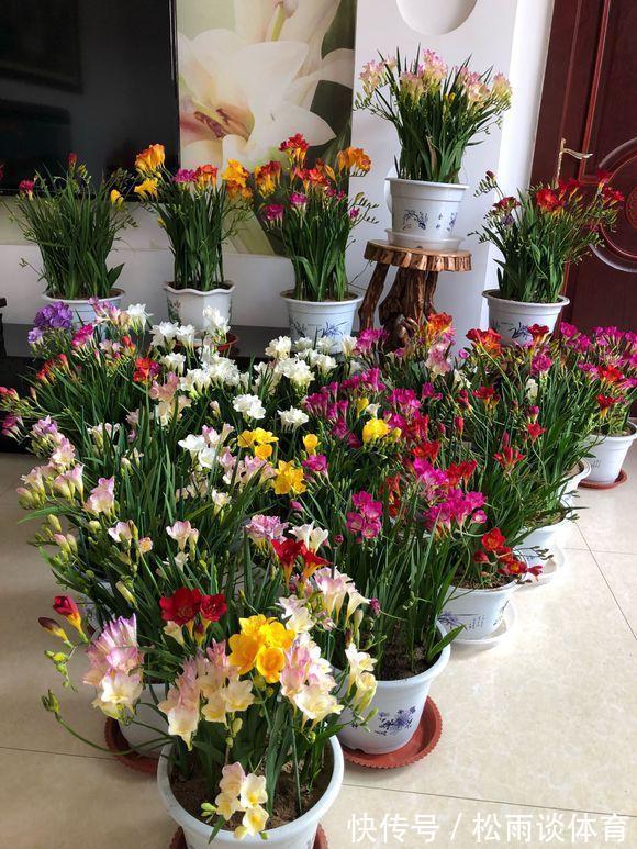 冬天养盆“香水花”,比大蒜还好养,十个颜色轮流开,满屋香水味