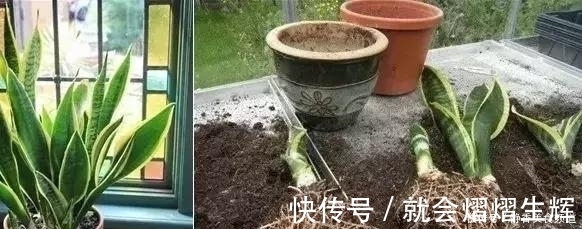 花卉换盆时，这些没做好，就等于白换了