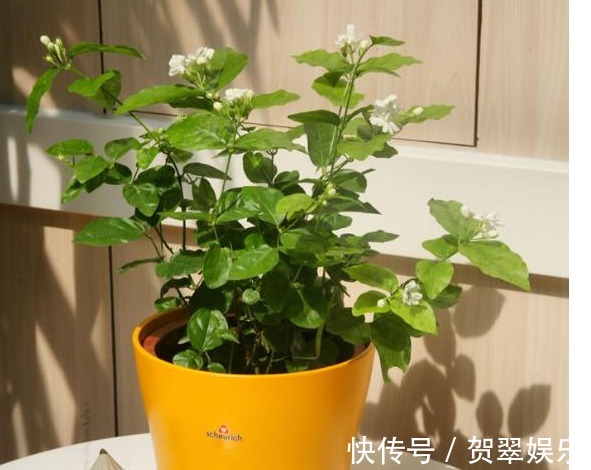 花香|靠简单的修剪与施肥,就能让你的盆栽茉莉多开花
