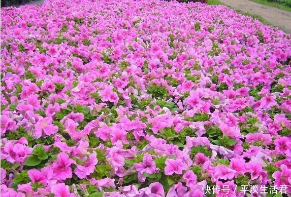 什么花适合养在家里,漂亮而且还不容易死老花农的2个答案!