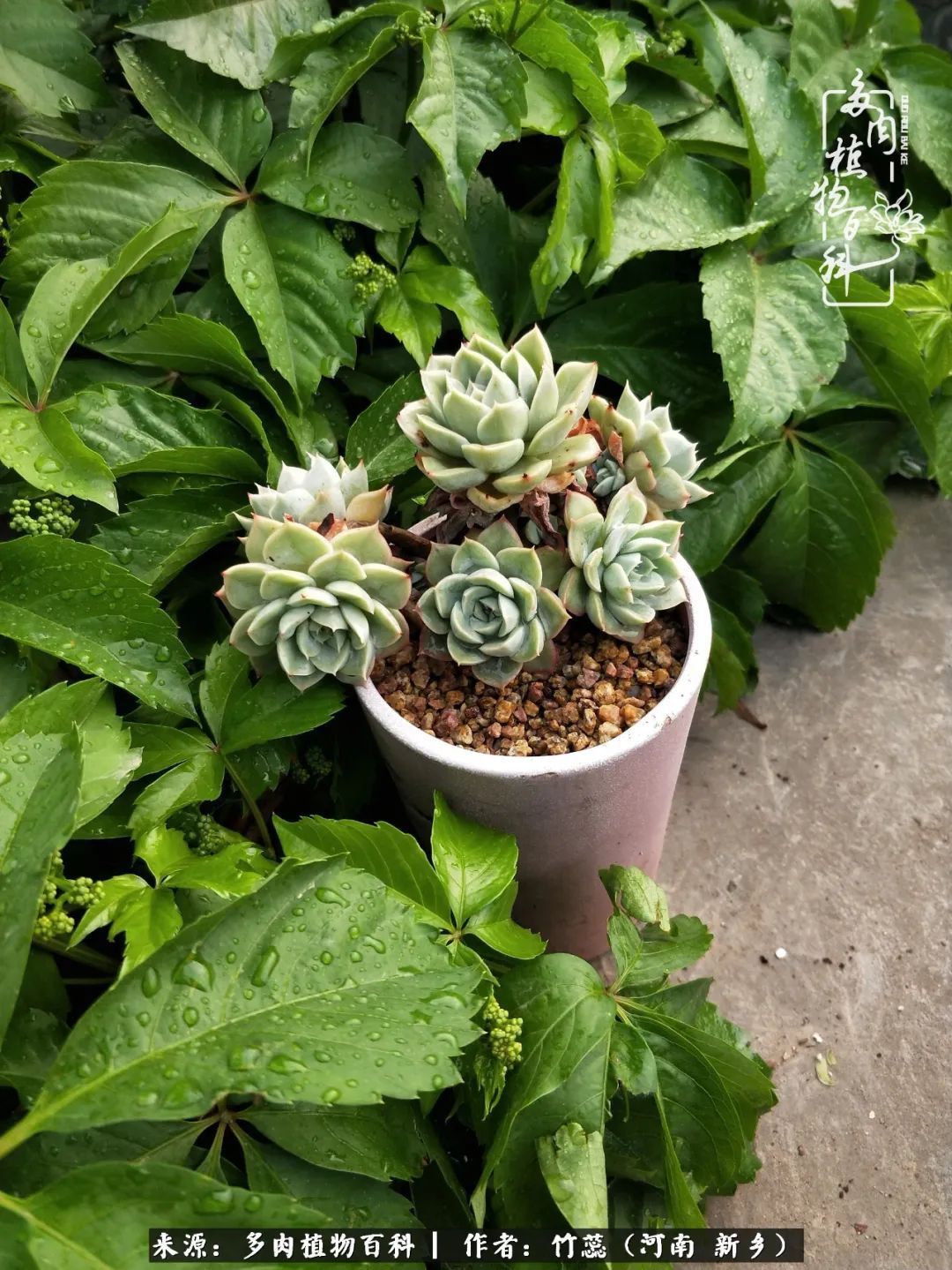 养多肉三周年有感养这么多多肉到底有啥用!