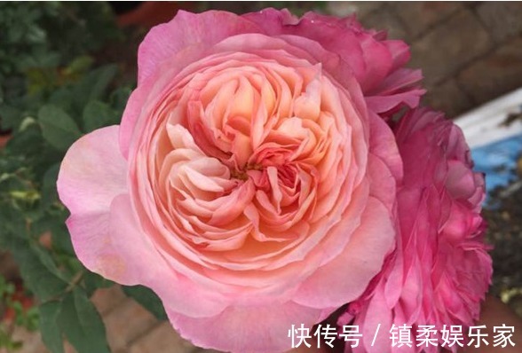 “玫瑰精品”玛丽玫瑰，独特美艳，内敛沉静，可以说是养花必备