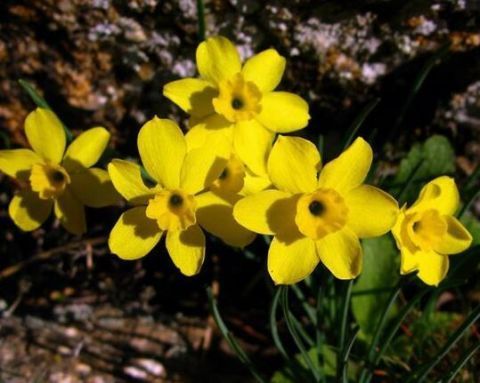 4种常见的花，开花漂亮、花期长，养护起来又简单