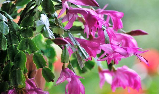 盆栽蟹爪兰这样配土,简单实用,叶片肥厚开花还多!