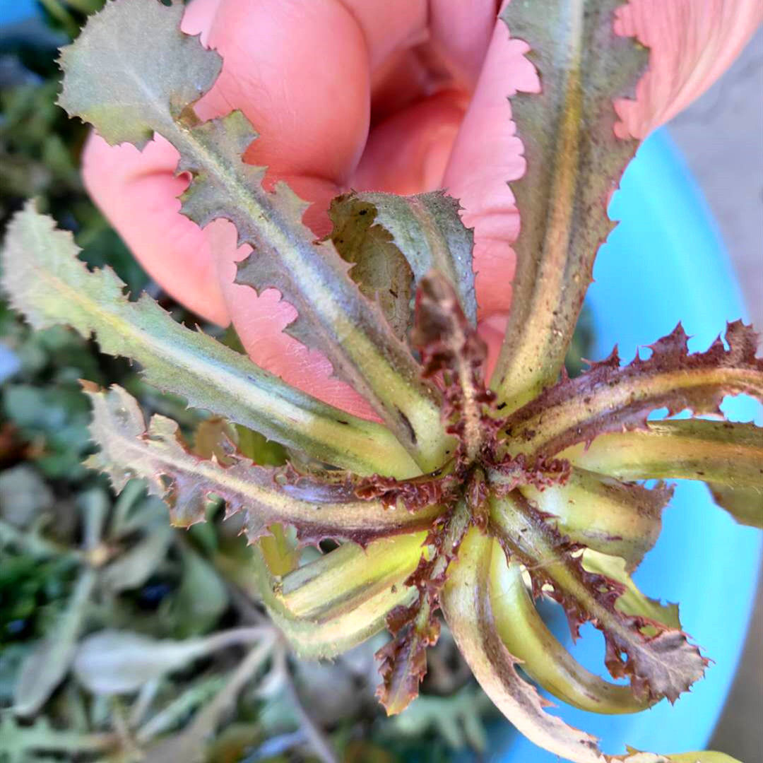 一样是苦菜，“大叶”和“小叶”有何区别知道以后别再乱买了