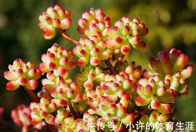 养多肉虹之玉和乙女心,做到4点并注意2点,冬天上色既水灵又好看