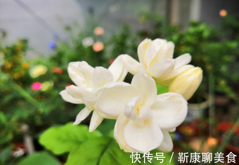 茉莉年年冬天死?症结就在这5点,做好了没毛病