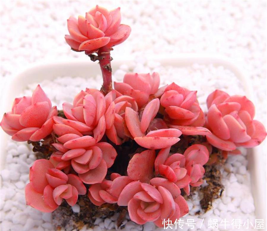 秀妍从绿变红的逆袭之路,简单2步,1个月鲜红似火超喜庆