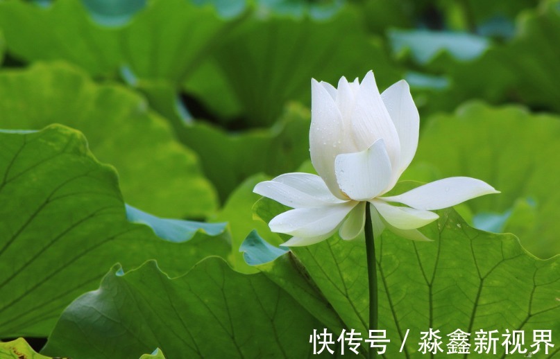 汉子|天生女汉子,是家里顶梁柱,也是职场女强人的三大生肖女