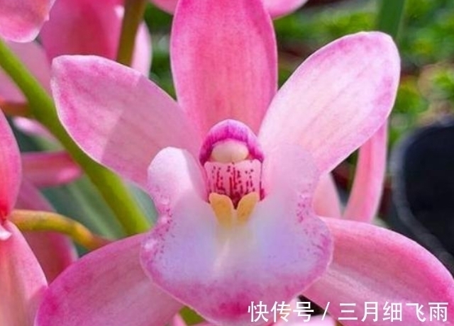 建议每位养花人：阳台养花首选“香水之花”，花香浓郁、休养身心