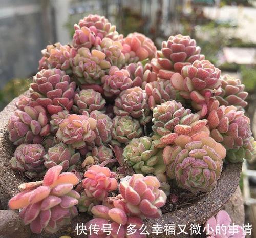 颜值|4种清新喜人的多肉植物,颜值高好养护,适合女生养!
