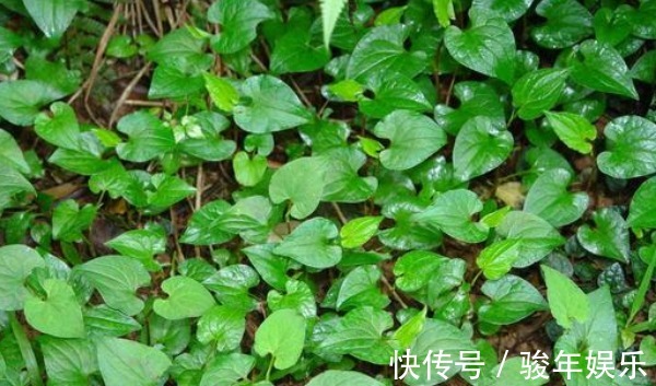 清热解毒|农村不用花钱的野菜,营养高能治病,老少皆宜,却被人们当杂草