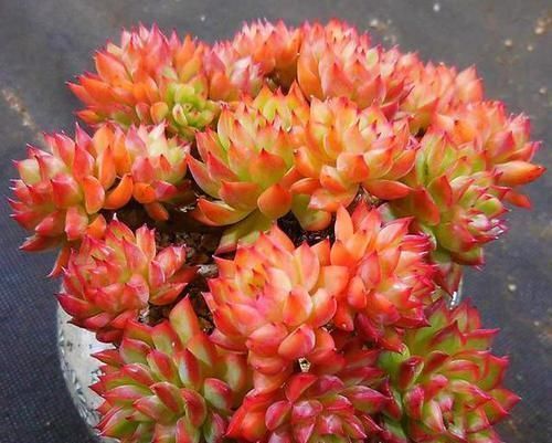 从南到北,冬天养多肉,从露养到“阳台党”,差别在“零度”