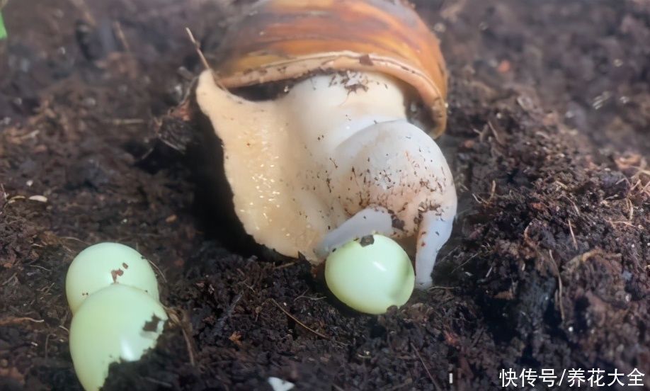 花盆里有一窝蛋，赶紧换盆，不然花都死了