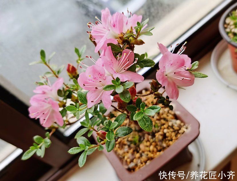 浇水|有没有种花的“万能土”？掌握好“3点”，自己调配比买的都好用