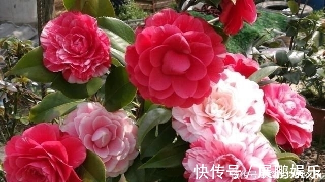 五色赤丹|这种花是世界著名的花,多色的花,美丽的,牡丹不失,容易保养,栽培很有价值