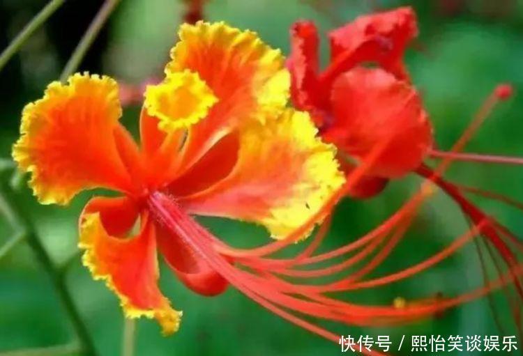 家养此款花卉,花大色艳胜玫瑰,全年开花不断,花开美观又大气