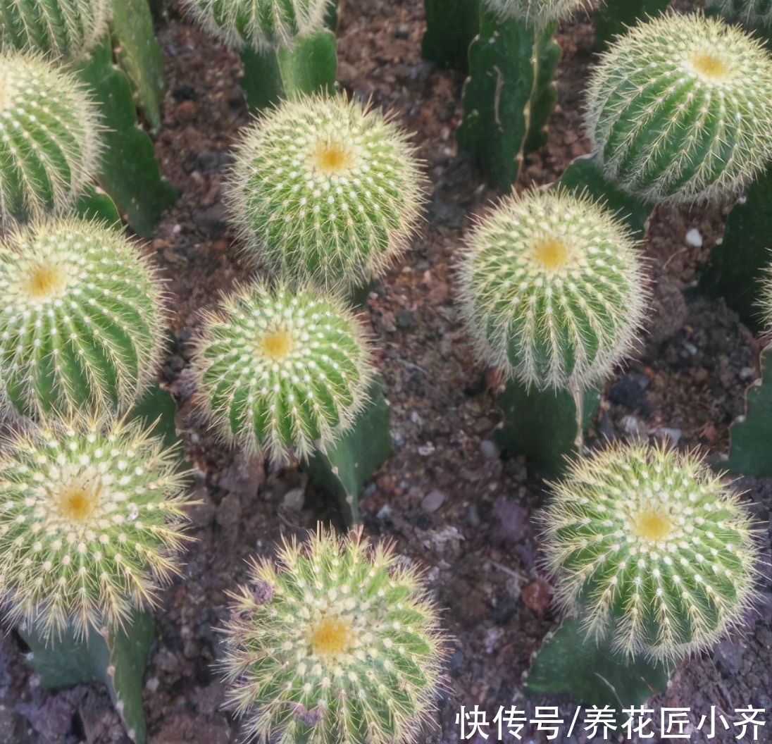 新手买多肉，3种多肉不要买，买到手养不活，浪费时间和金钱