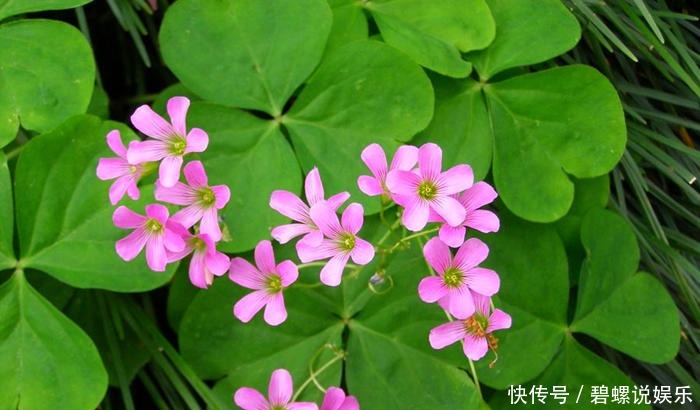 每次|酢浆草可是潜力股,每次开花一大片,冬天不开花,3点原因在搞鬼