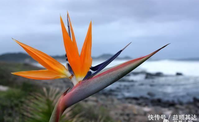 花草盆栽：6种冬天开花的植物，随便养上一盆，美翻整个寒冬！