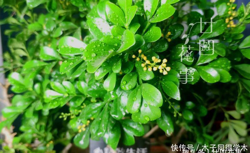 难点|养死过五六盆米兰花，总算得出了点经验：米兰的养护难点在于服盆