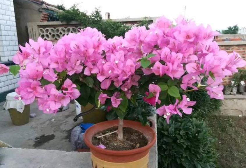 三角梅浇水有诀窍，“分段”巧浇水，新芽花芽抢着冒！