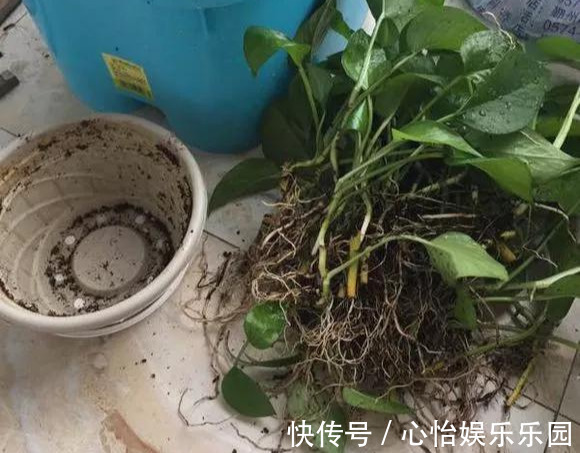 路边一堆“名贵花”,丢人也要捡,捡回家养2个月就开花!