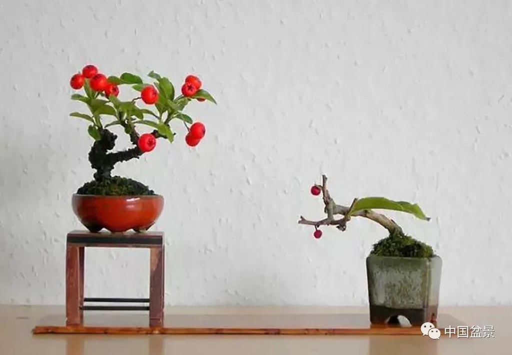 秋林|盆景养殖不在多而贵在精,你能养成这样吗?