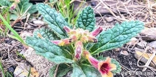 农村一野草,人称“蜜罐”,根价值不输人参,长在路边少人识