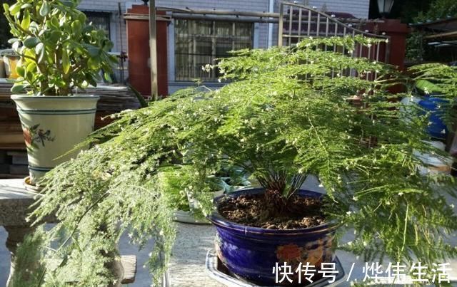 文竹1勺“汤”,兰花2颗“药”,30天后枝叶疯长,大白根长满盆