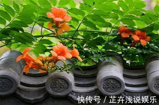 杀虫|家里有小院子,三种花草不要种,容易泛滥招蛇虫,很多人都害怕