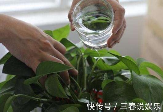 药片|天一热,绿萝就蔫了首先别放错位置,然后2种水换着浇,蹭蹭长