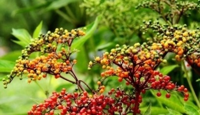 它的叶子长得似香椿叶,开白色小花,遇见挖回家