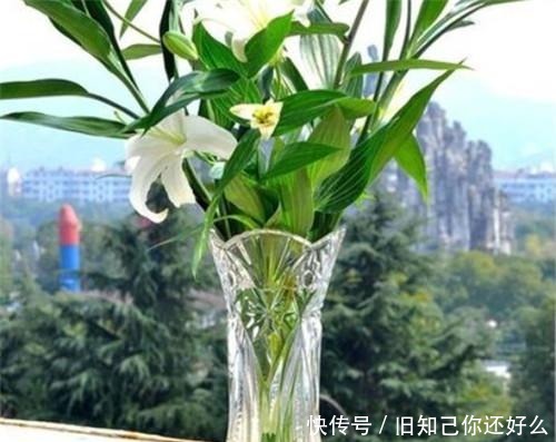 养花|家里养富贵竹,教你1招,不黄叶、生根快,还能开出花!