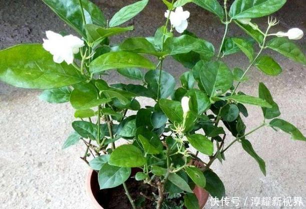 昙花|天热阳台该种植什么花15种''抗晒''植物，盆栽赏花不犯愁