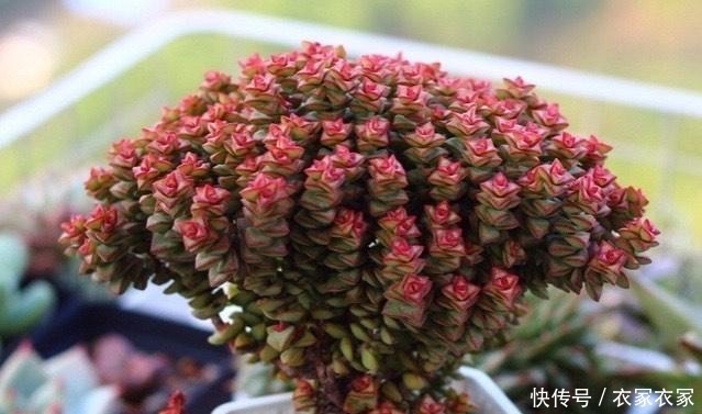 多肉中开花最迷人的4个品种,小米星精致淡雅,佛珠仙气飘逸!