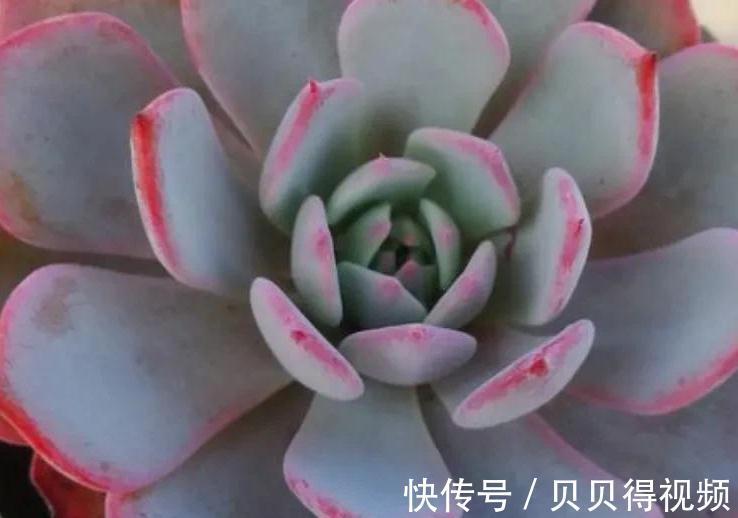 好养的多肉劳伦斯