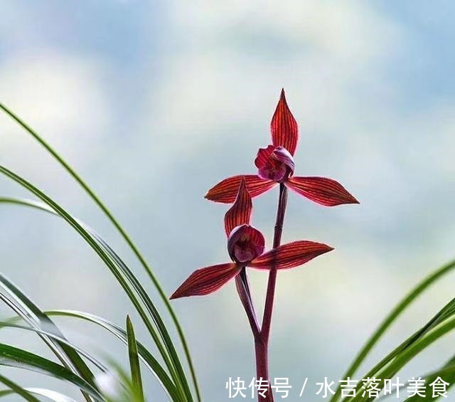 这款兰花，是“老花匠”的最爱，香味馥郁，越看越觉得美！