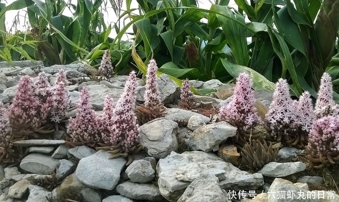 这种平凡而又伟大的小草,若长在你家屋顶,是福气,如今很珍贵