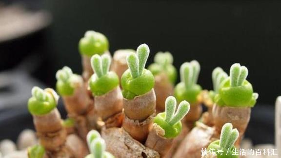 看完这些小巧可爱的多肉,够你养一阳台了,半年就能长爆盆