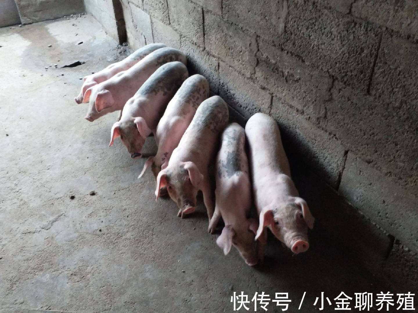 拉稀|猪拉水样腹泻怎么治疗?大猪水样腹泻怎么办?这里有好方法