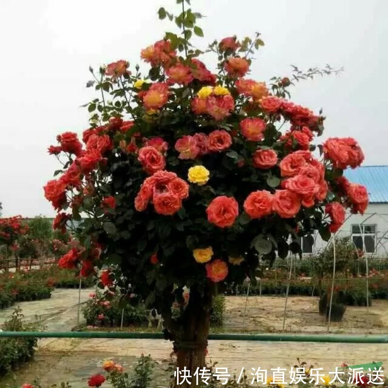 月季|如果你的院子够大，趁早种上这爬藤花苗，来年庭院开成一片花海