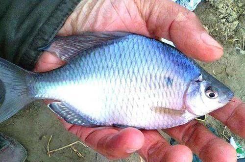 观赏鱼|农村池塘一种鱼,被叫做“屎光皮”,过去没人要,现在成了香饽饽